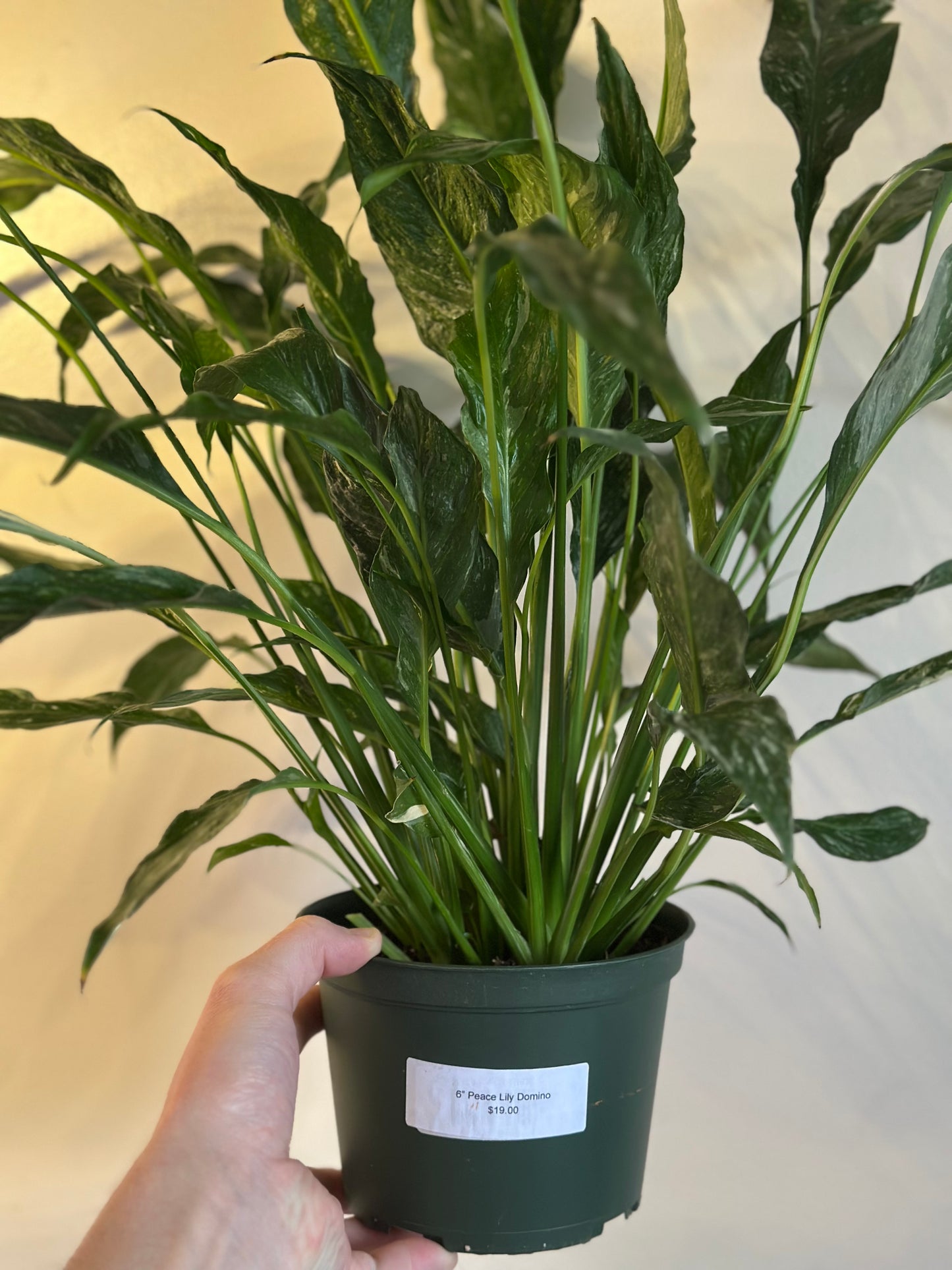Variegated Domino Peace Lilly
