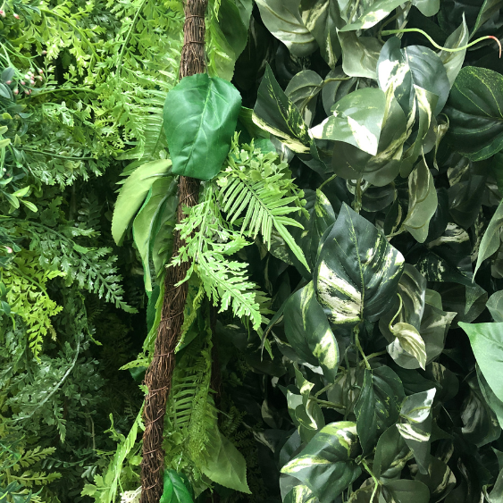 Tropical Houseplants