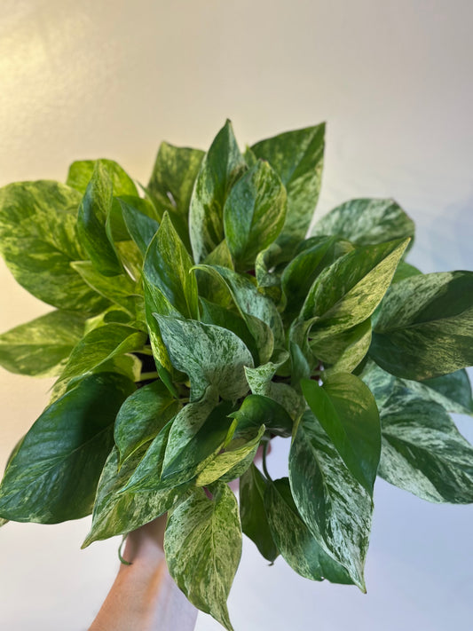 Marble Queen Pothos