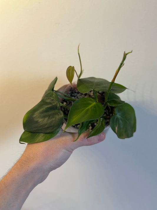 Heart Leaf Philodendron