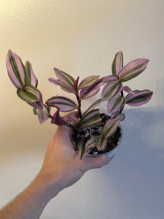 Tradescantia Nanouk