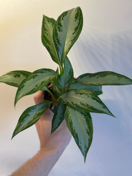 Aglaonema 'Leprechaun'