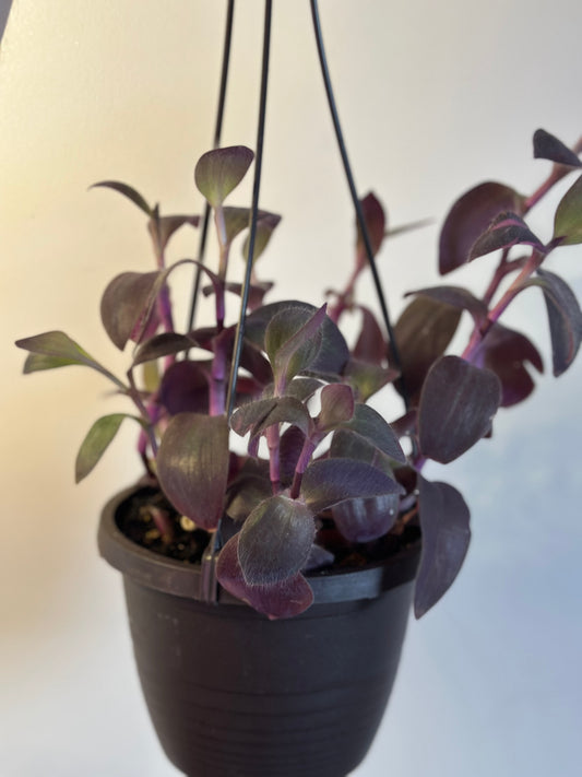 Tradescantia Pallida HB