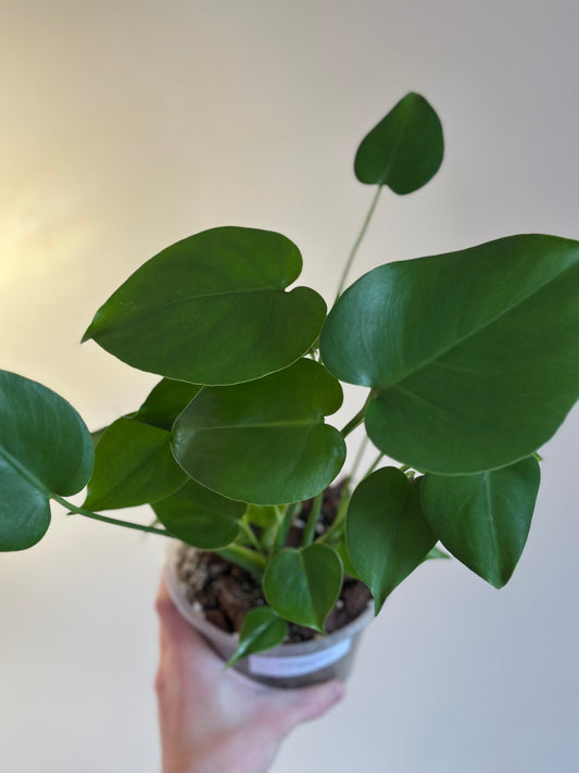 Monstera Deliciosa
