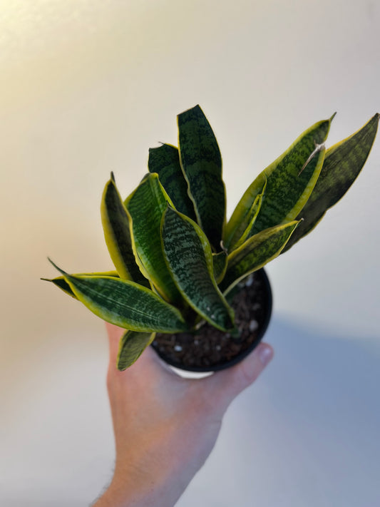 Laurentii Snake Plant