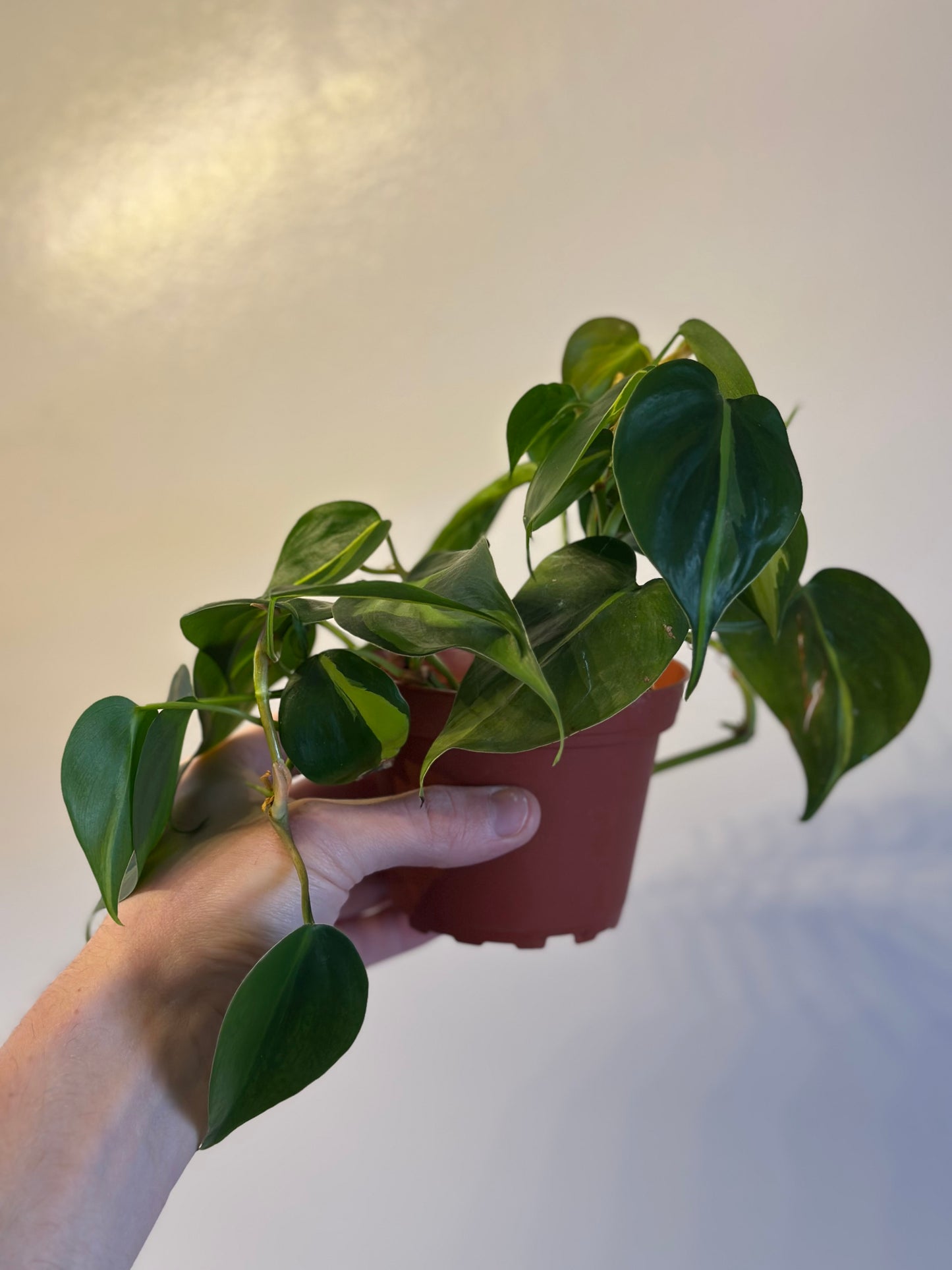 Philodendron Brasil