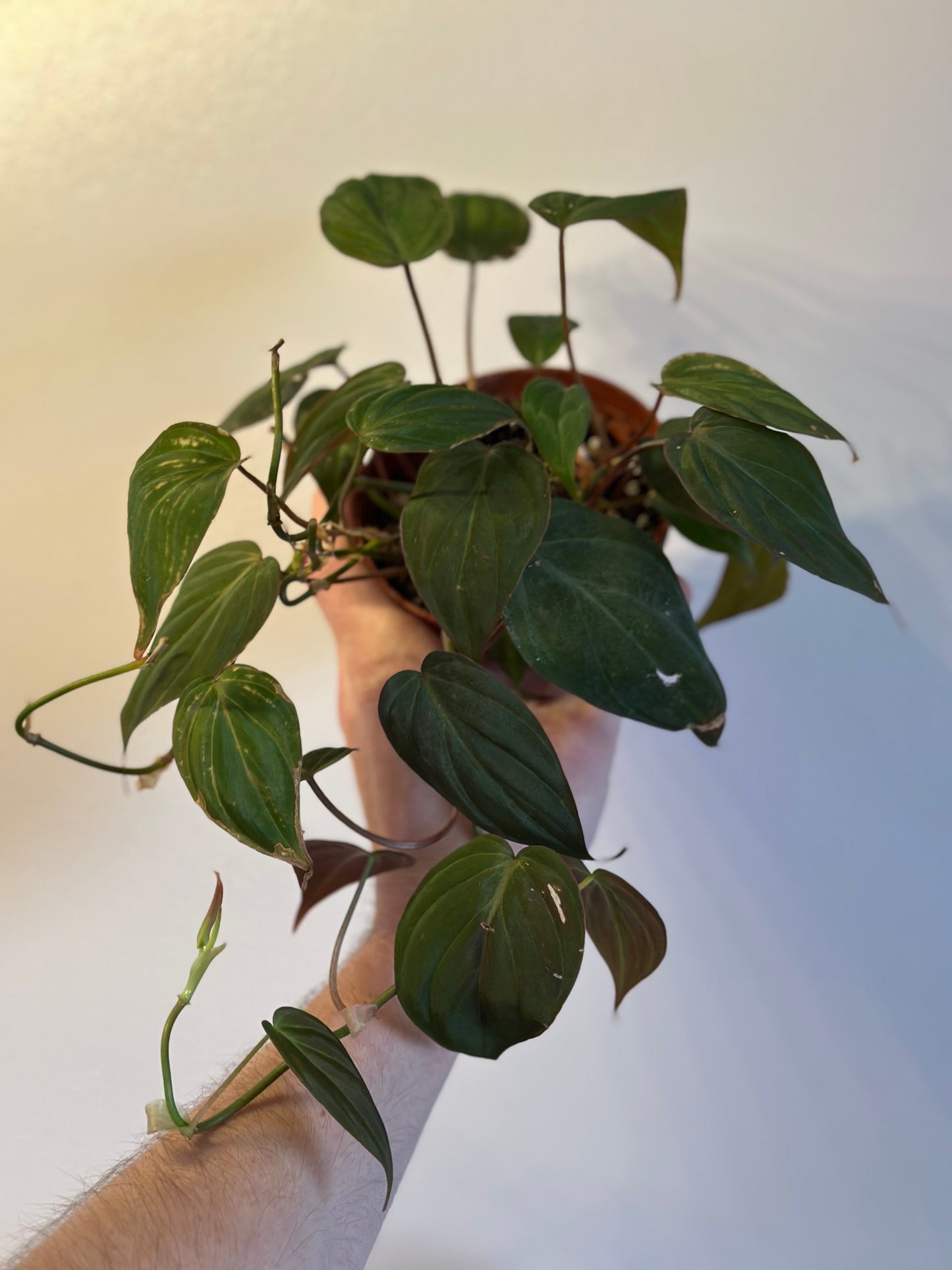 Philodendron Micans