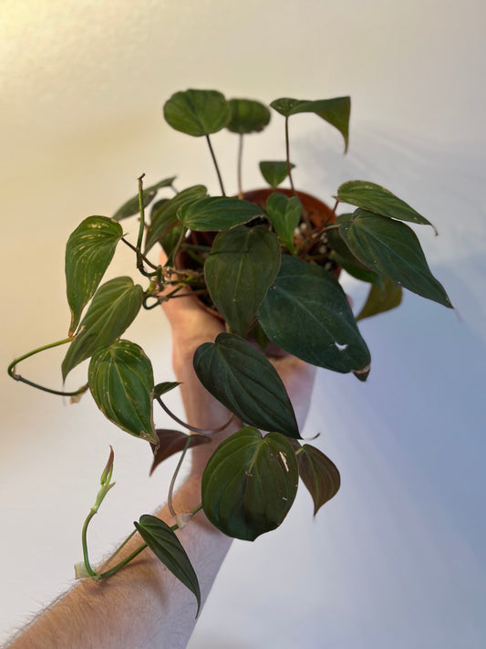 Philodendron Micans