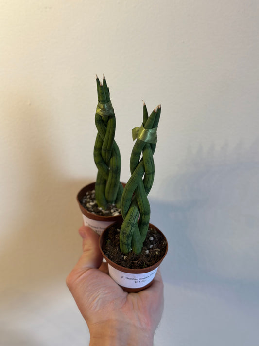 Braided Snake Plant