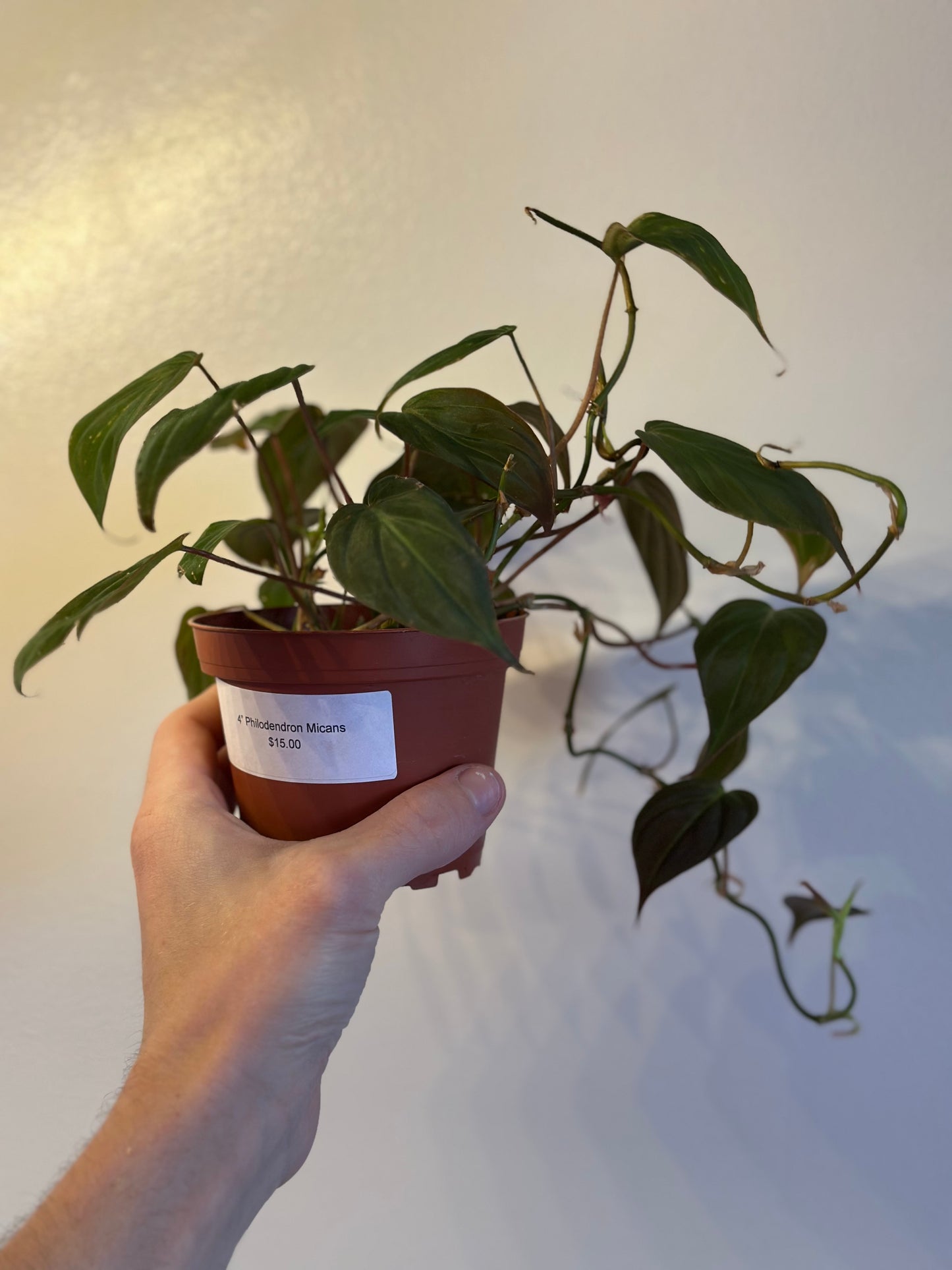 Philodendron Micans