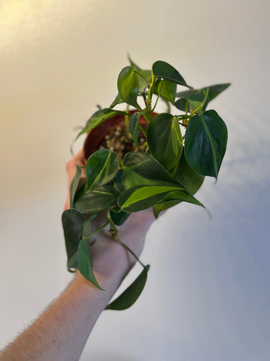 Philodendron Brasil