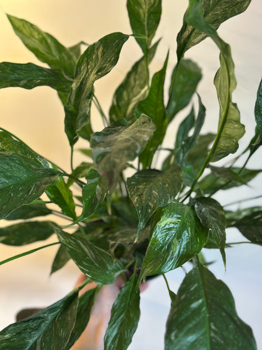 Variegated Domino Peace Lilly
