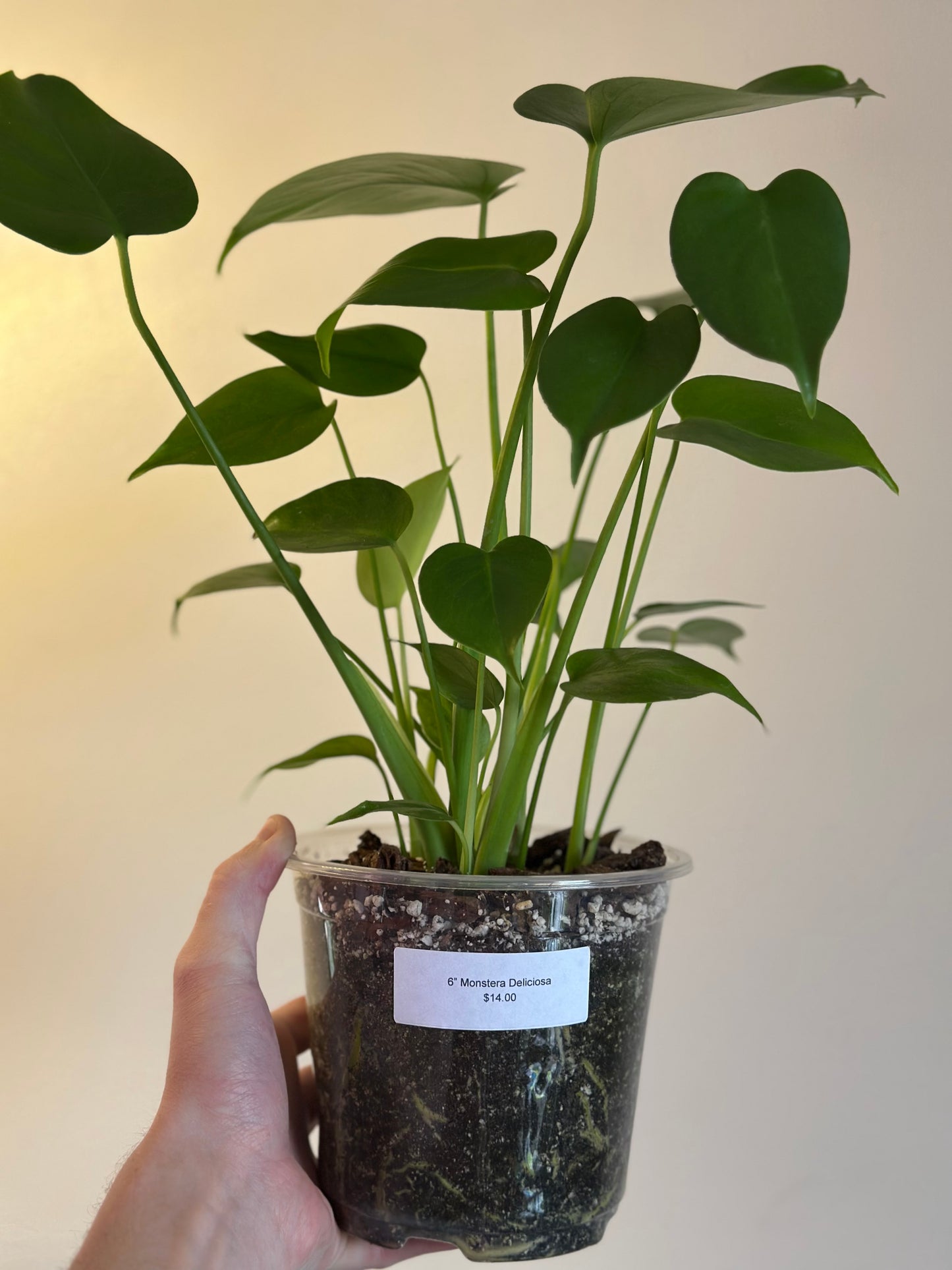 Monstera Deliciosa
