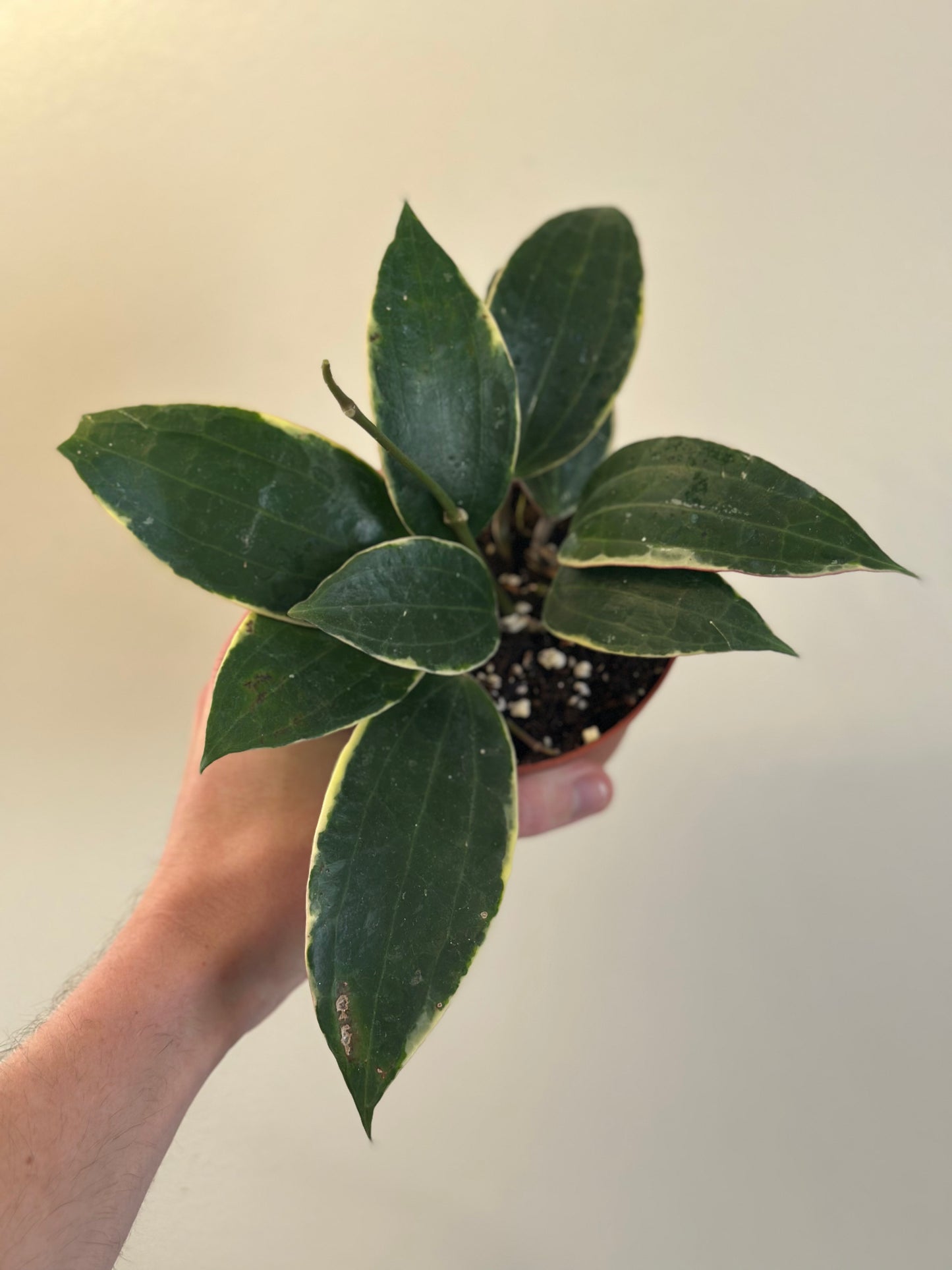 Hoya Macrophylla Variegated