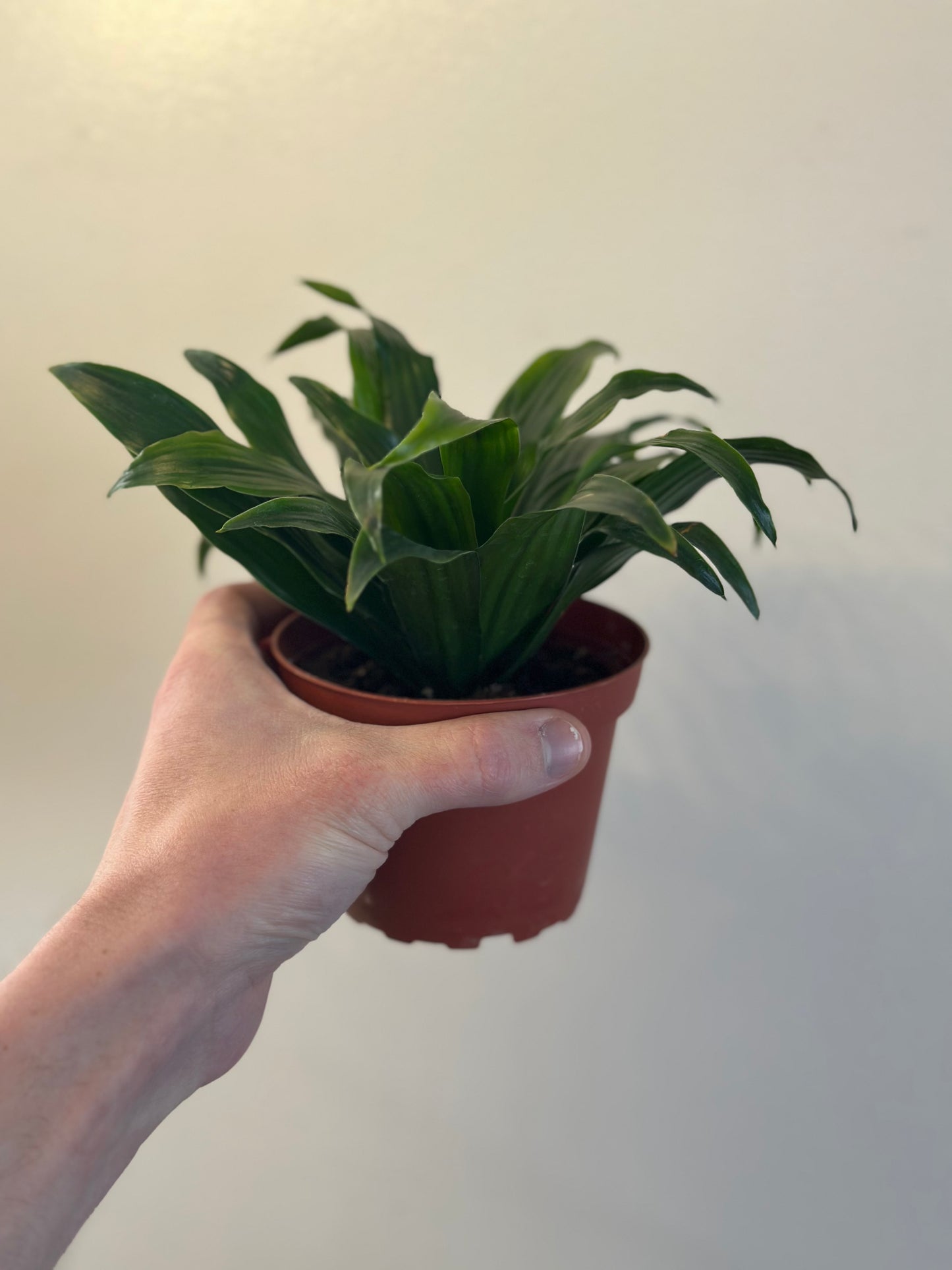 Dracaena Janet Craig