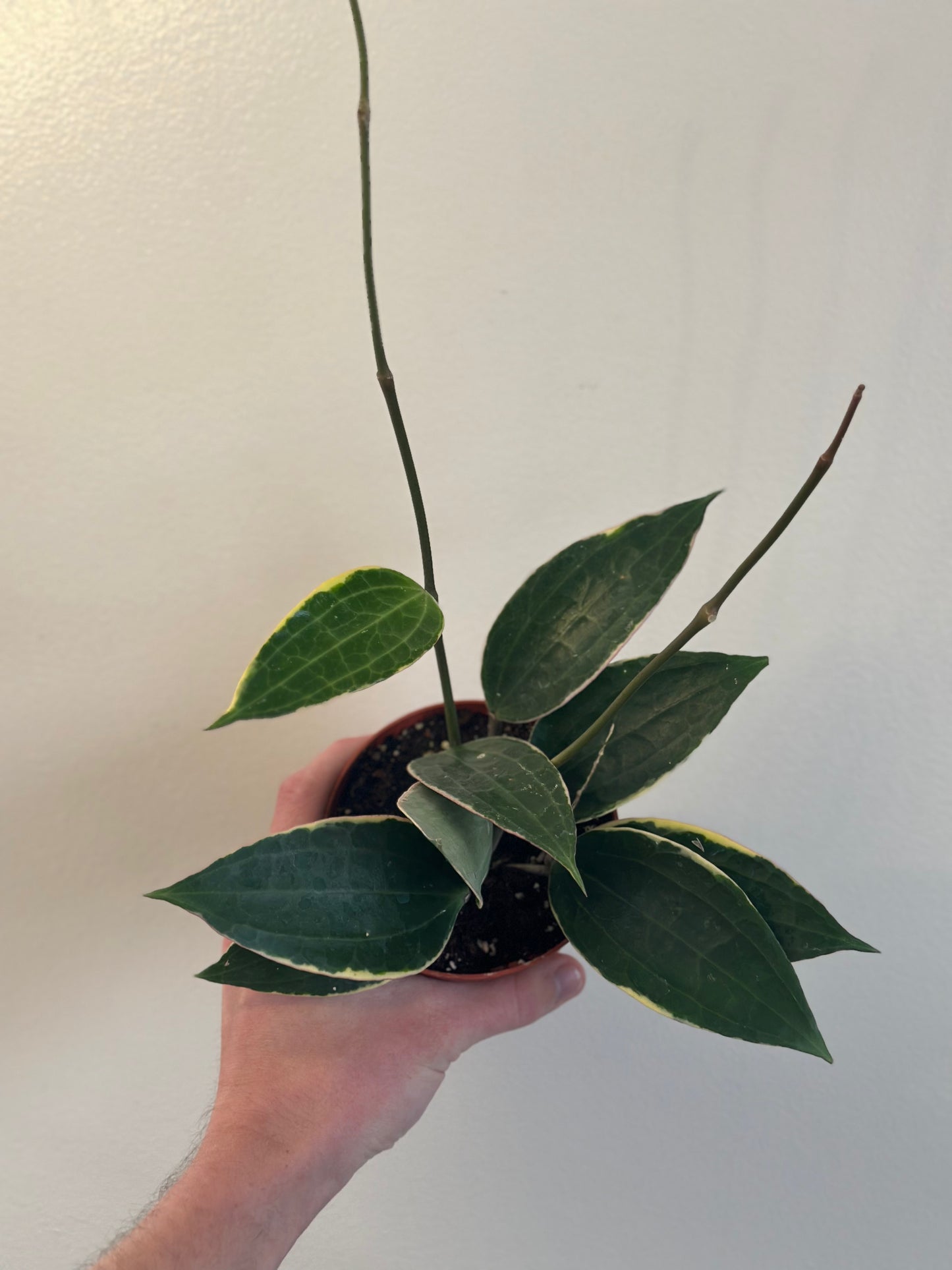 Hoya Macrophylla Variegated