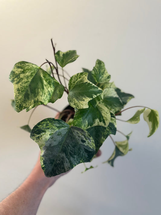 Algerian Marble Ivy