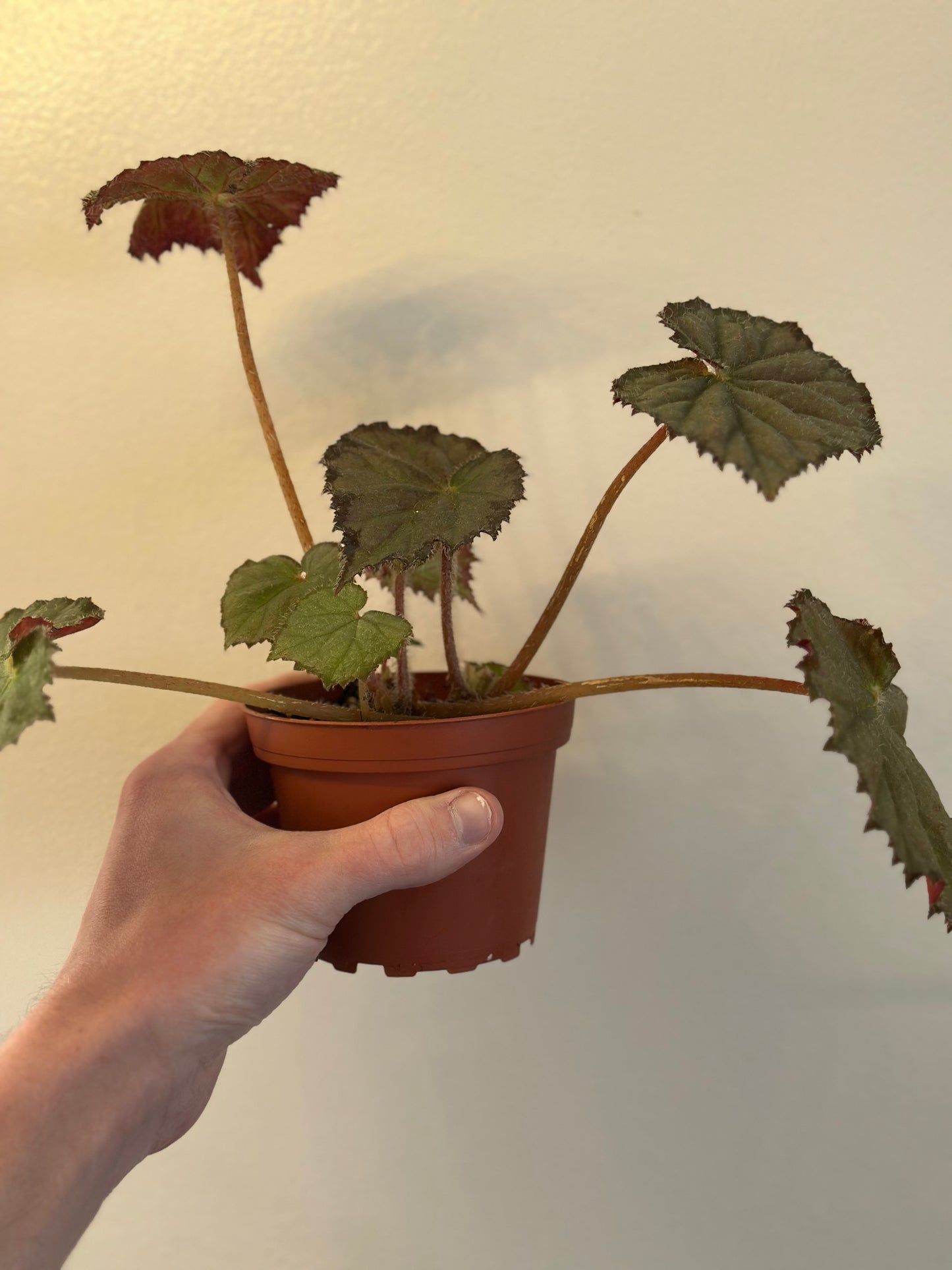 Begonia Night Satin