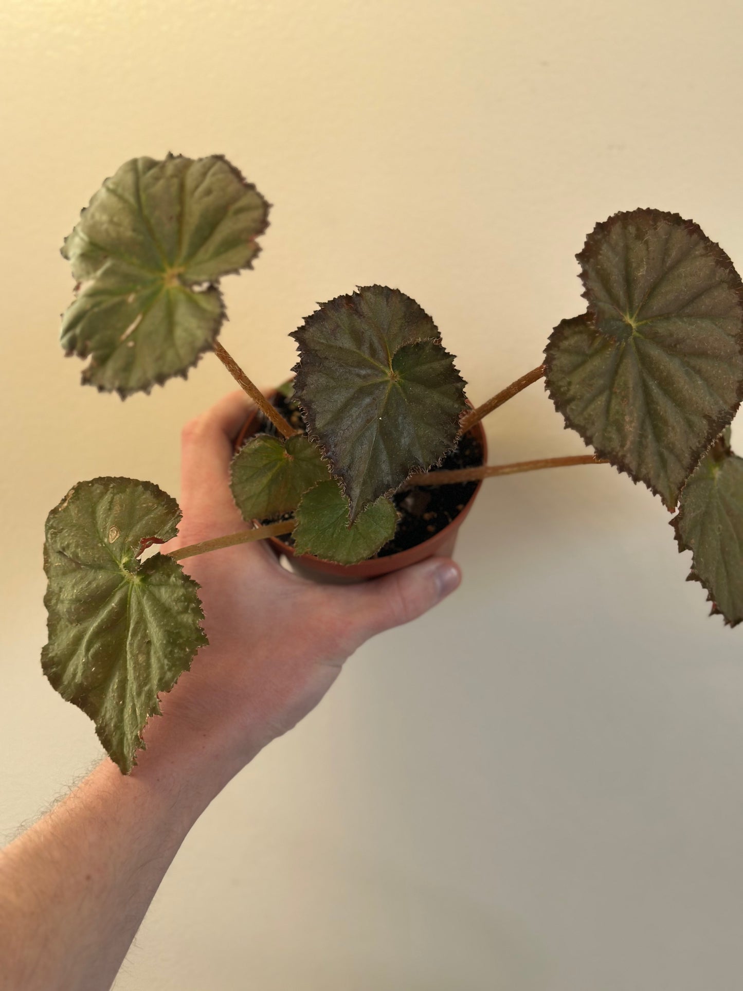 Begonia Night Satin