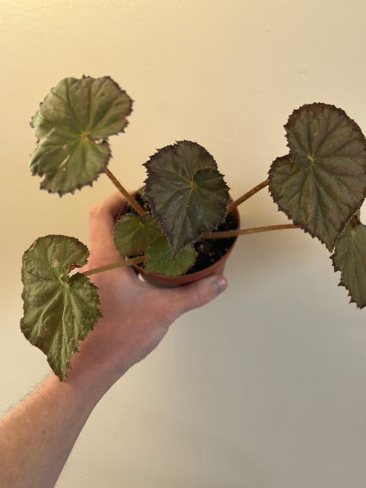 Begonia Night Satin