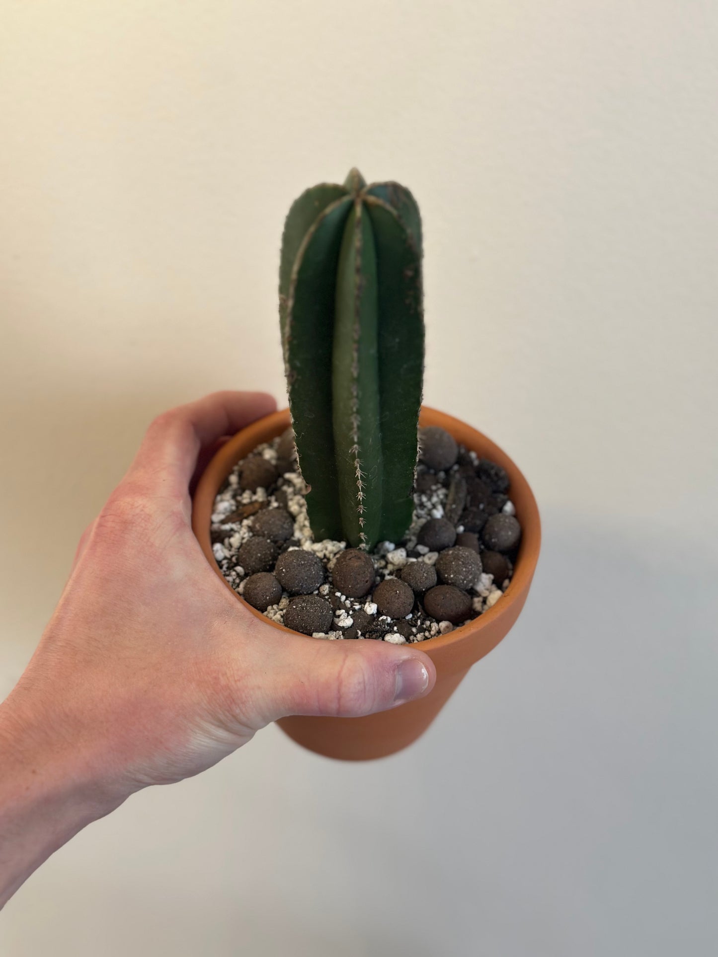 Mexican Fence Post Cactus