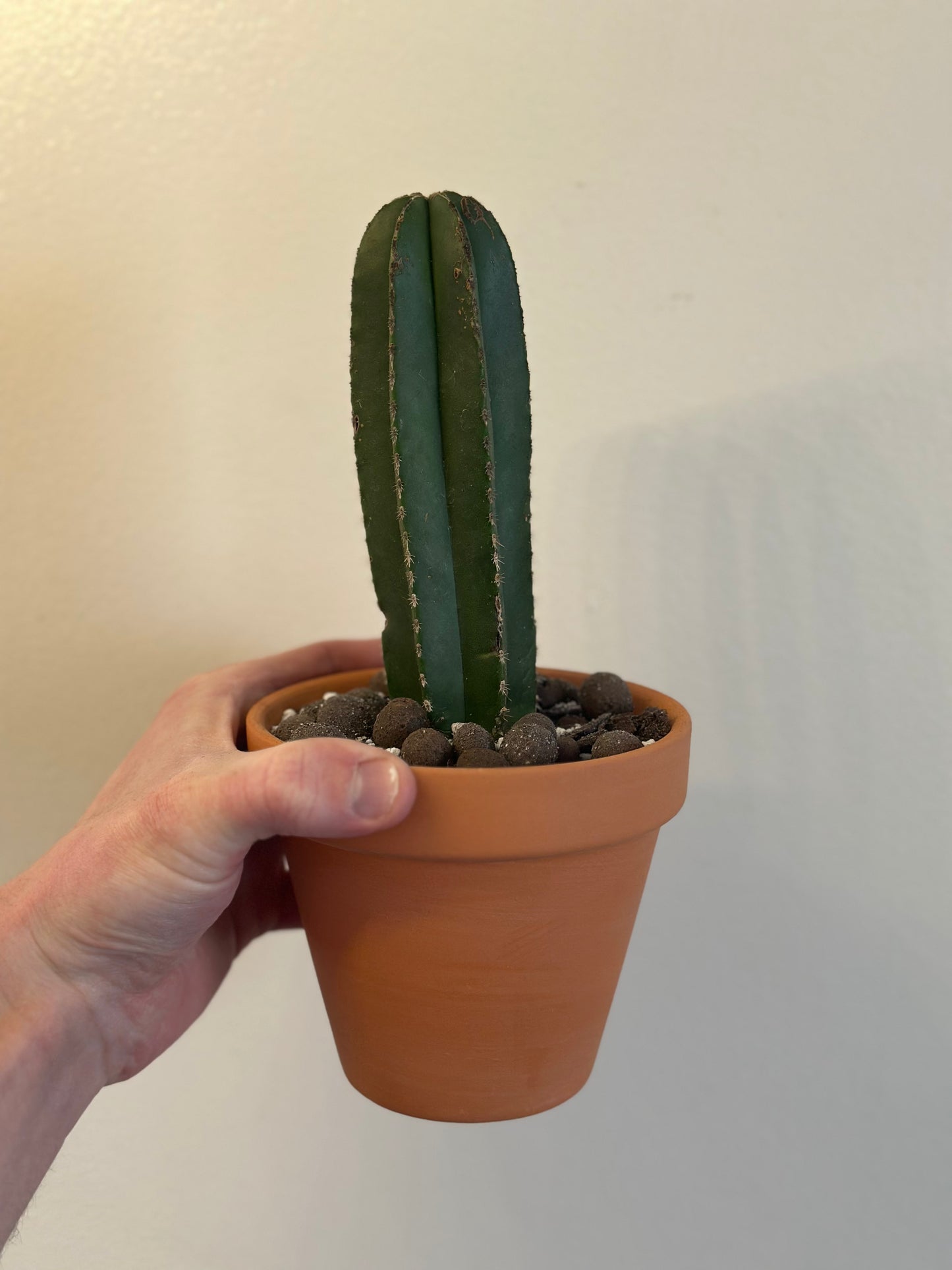 Mexican Fence Post Cactus