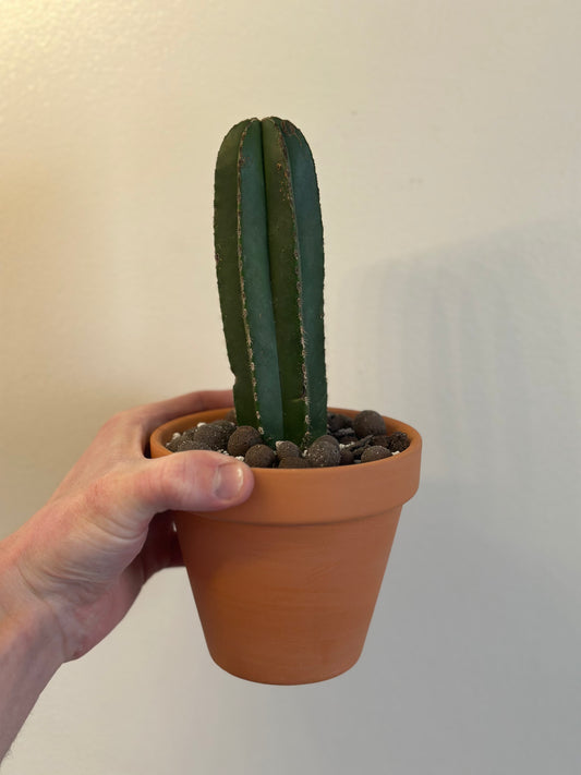 Mexican Fence Post Cactus