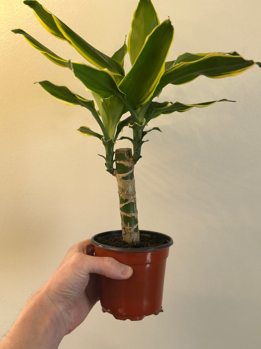 Dracaena Moonlight Cane