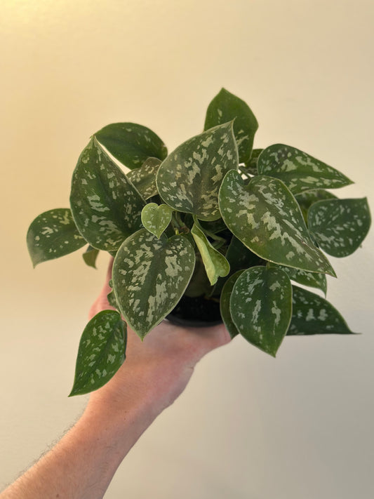 Scindapsus Pictus