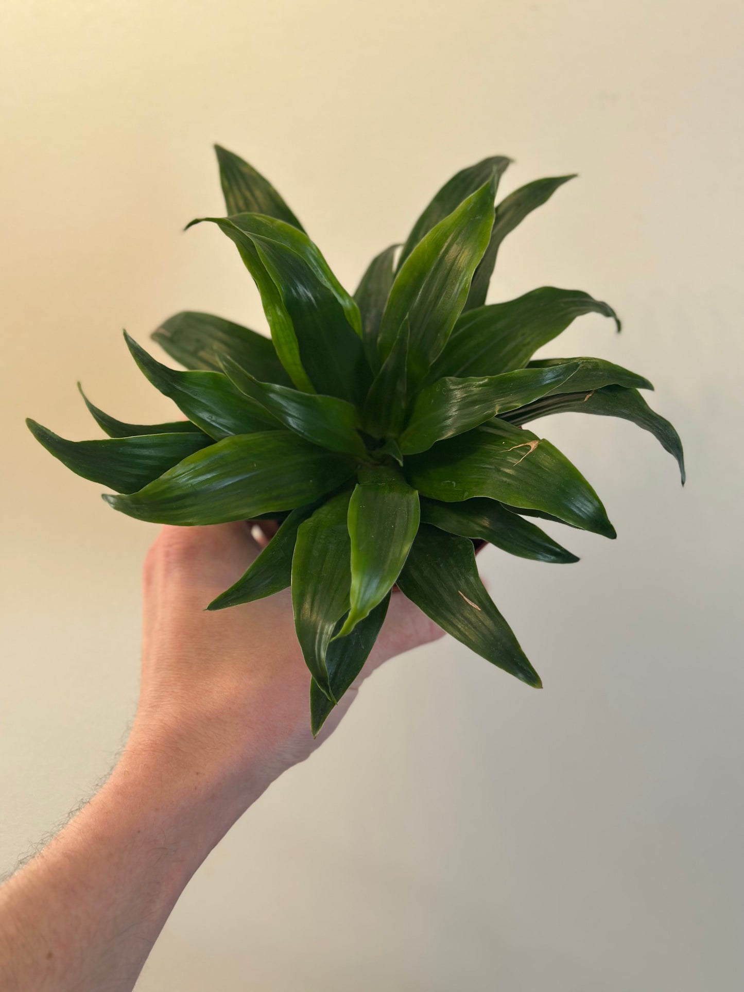 Dracaena Janet Craig
