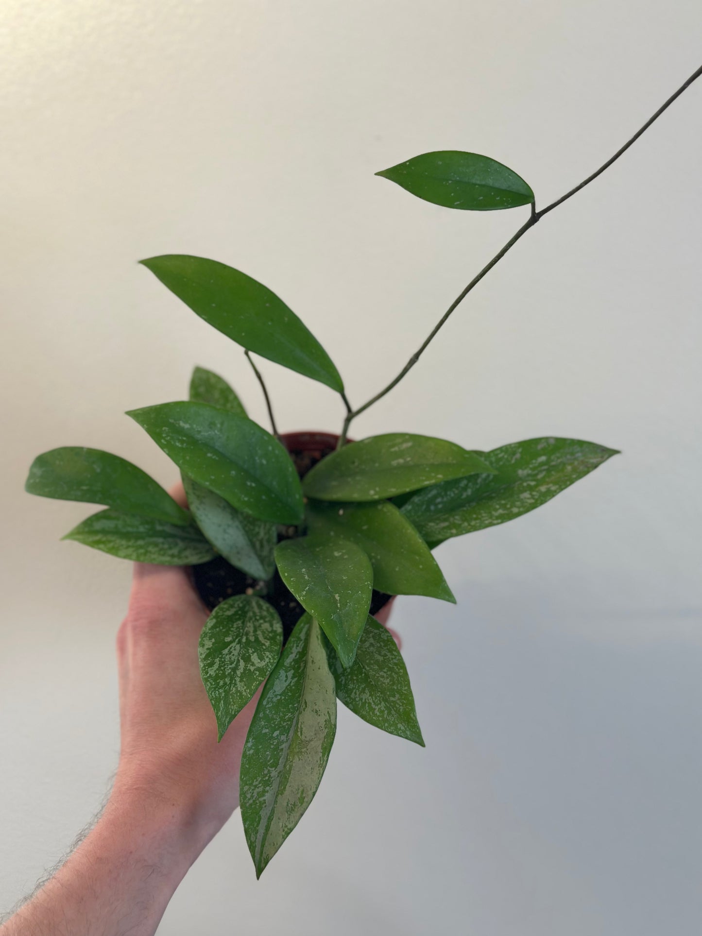 Hoya Pubicalyx Speckled