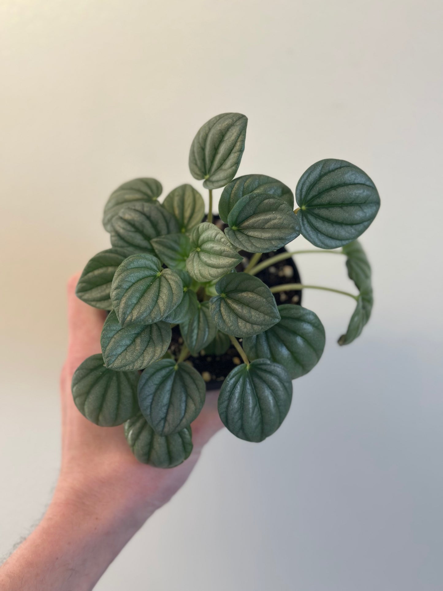 Peperomia Frost