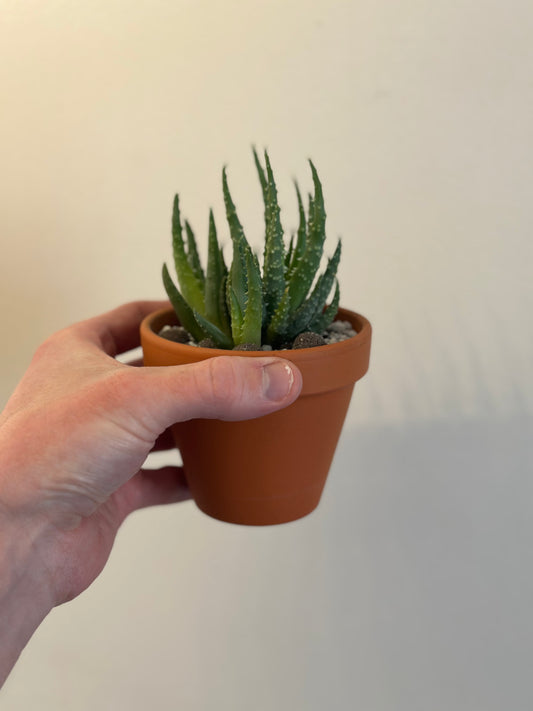 Spider Aloe, Humilis Aloe