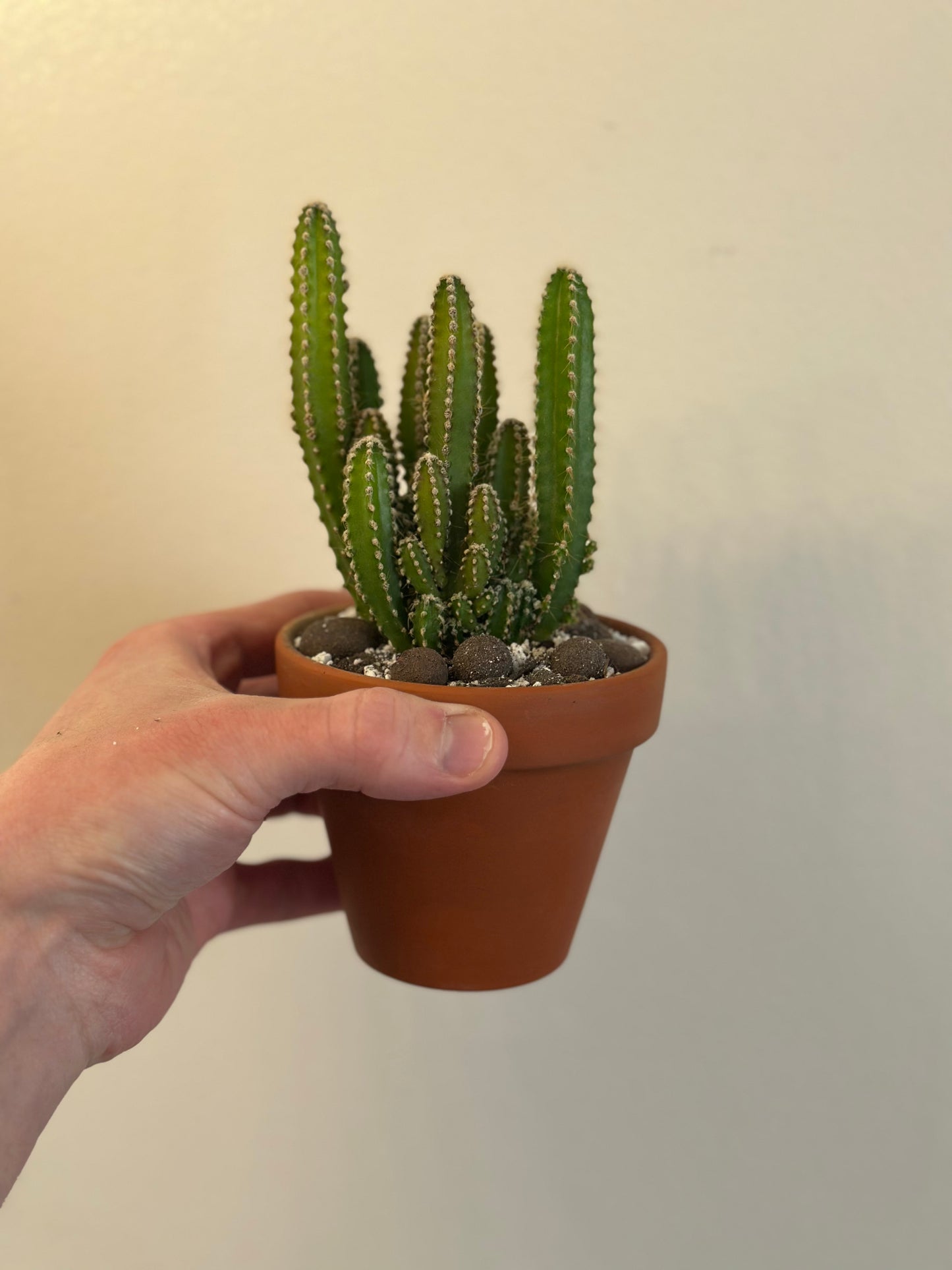 Fairy Castle Cactus