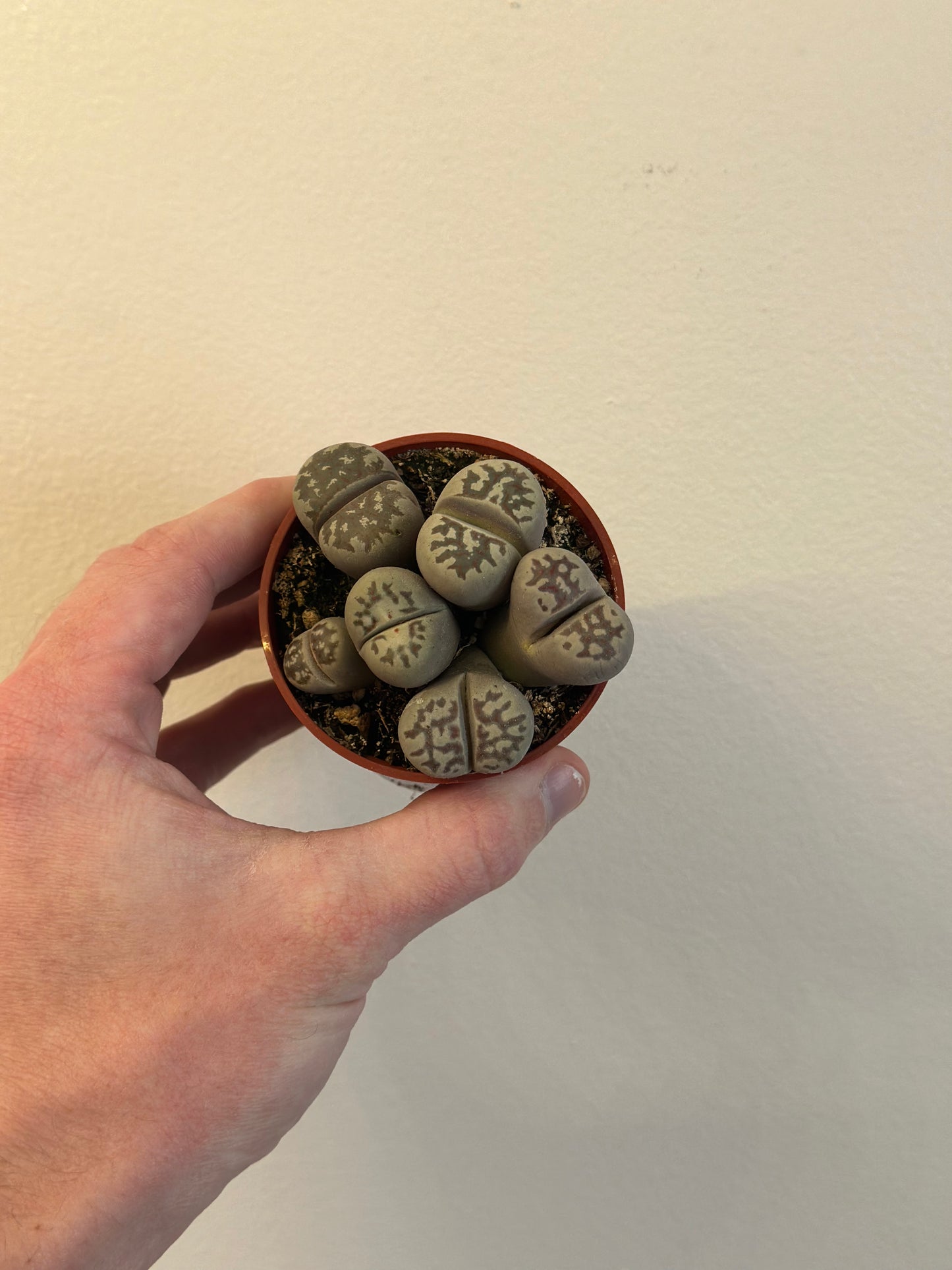Lithops