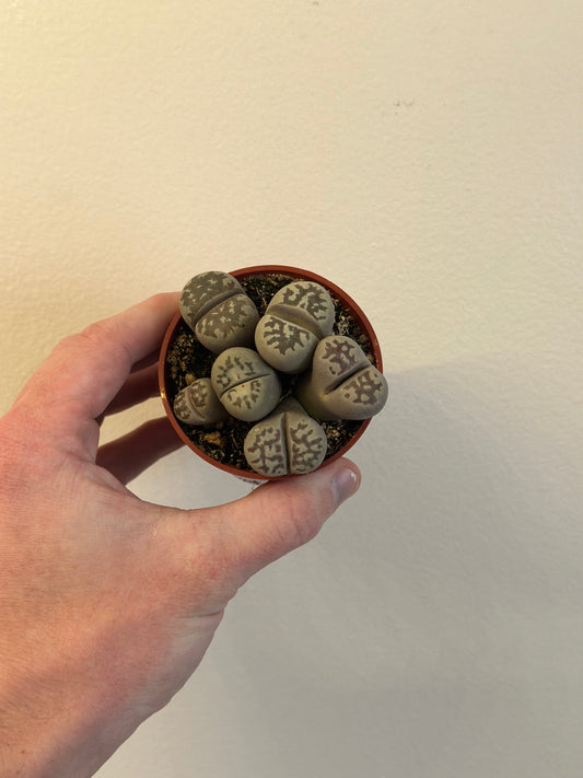 Lithops