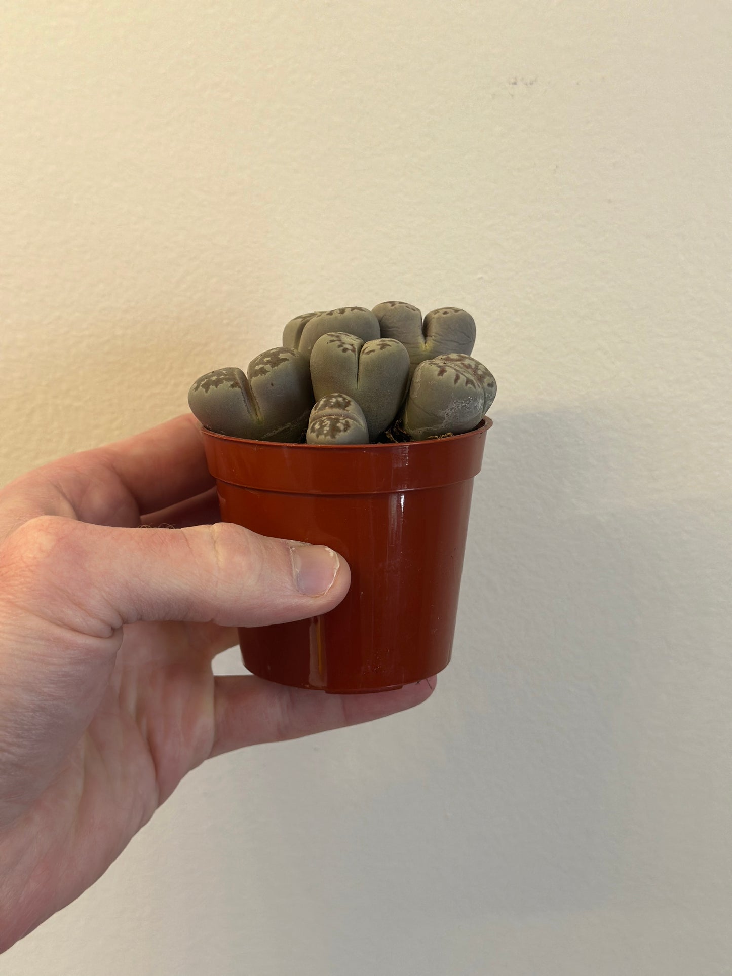 Lithops