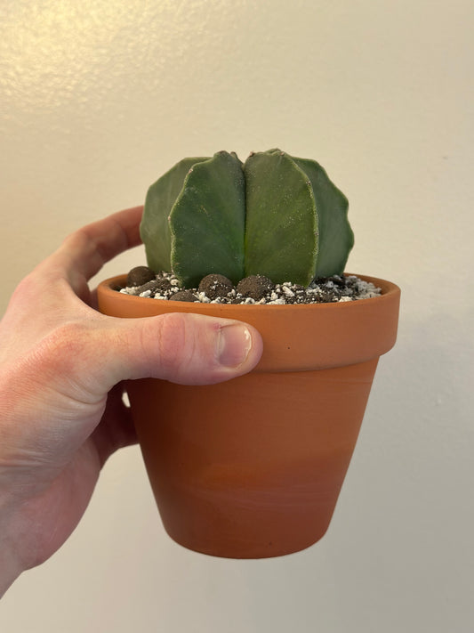Bishop Cap Cactus